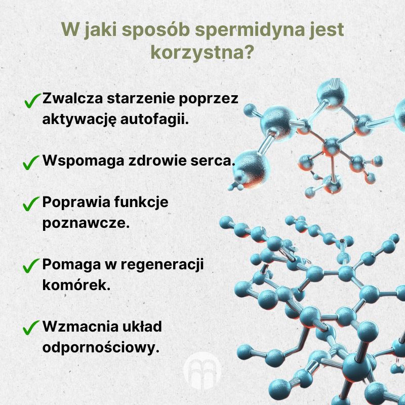 (Polština) Jak je spermidin prospěšný